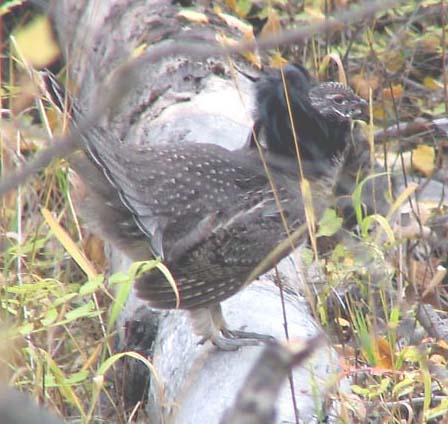 Ruffed grouse (male)